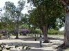 alberi.jpg