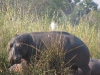 ippopotamo.jpg
