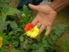 maracas-2.jpg